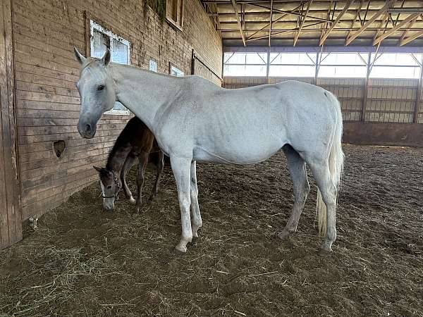 grey-mule-yearling