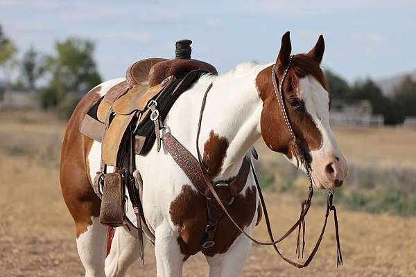 all-around-paint-horse