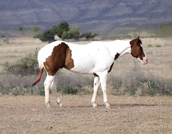 athletic-paint-horse