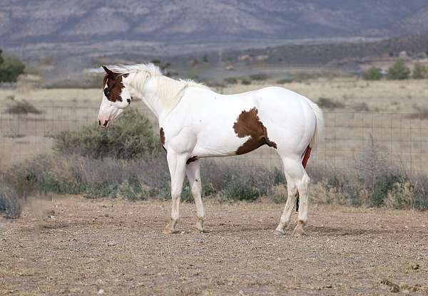 barrel-paint-horse