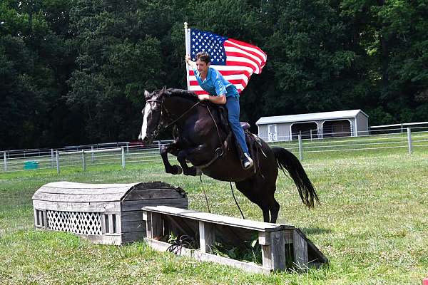all-around-percheron-horse