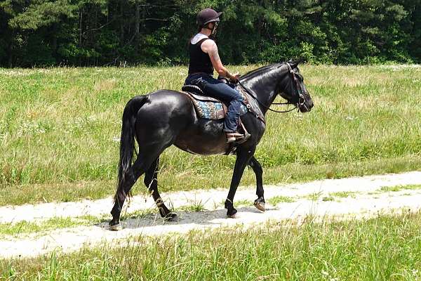 beginner-percheron-horse