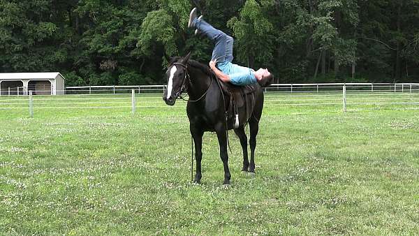 black-stripe-horse