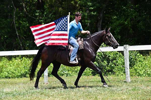 stripe-horse