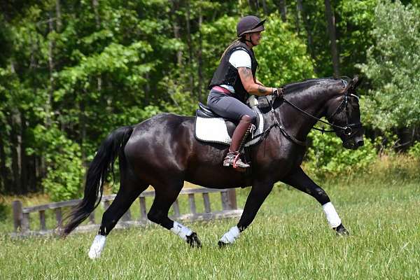 draft-percheron-horse