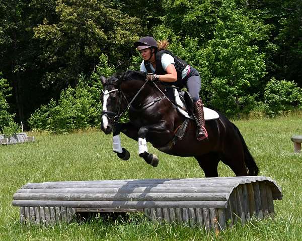 dressage-percheron-horse