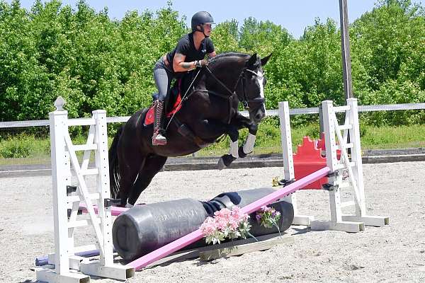 english-pleasure-percheron-horse