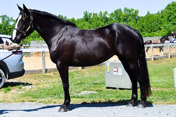 equitation-percheron-horse