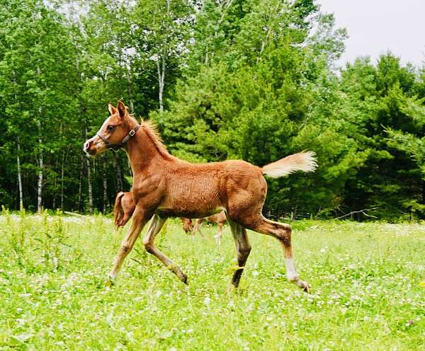 arabian-colt