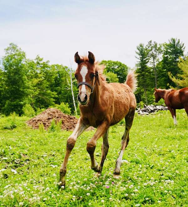arabian-horse-for-sale