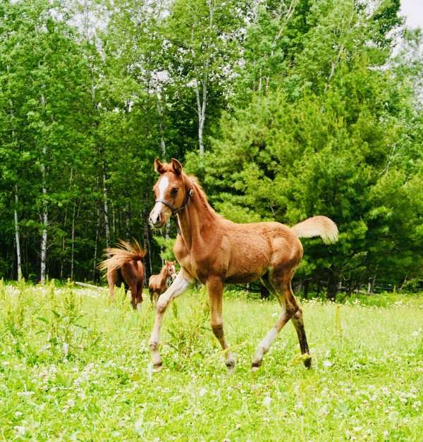 arabian-horse