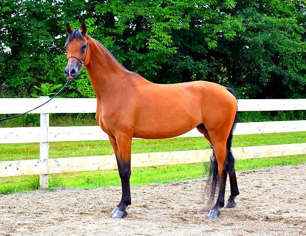 arabian-horse-for-sale