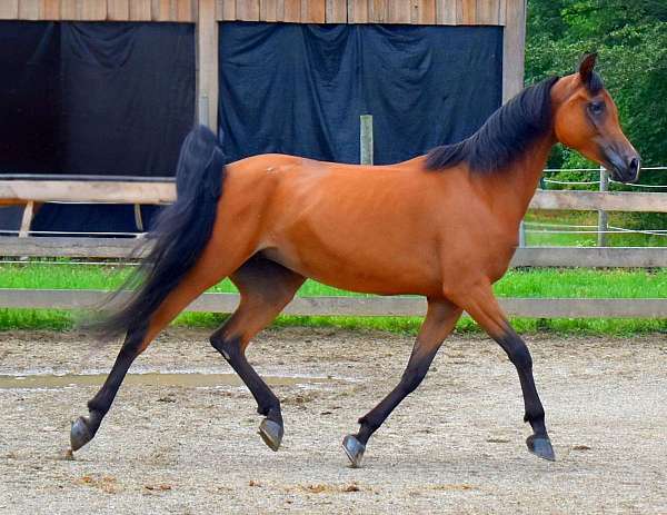 arabian-horse