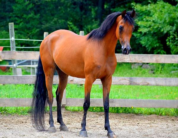 arabian-mare
