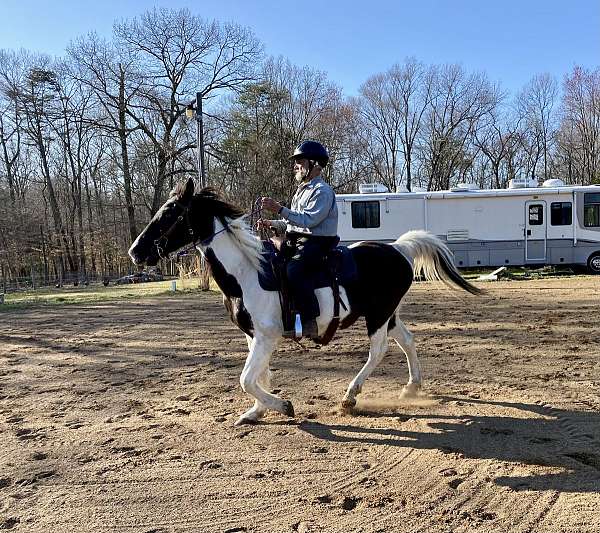 tobiano-missouri-fox-trotter-gelding