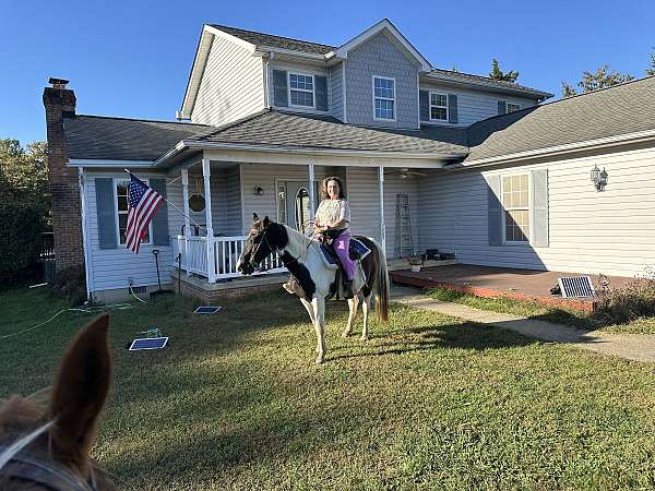 gentle-paint-missouri-fox-trotter-horse