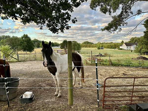 affordable-missouri-fox-trotter-horse