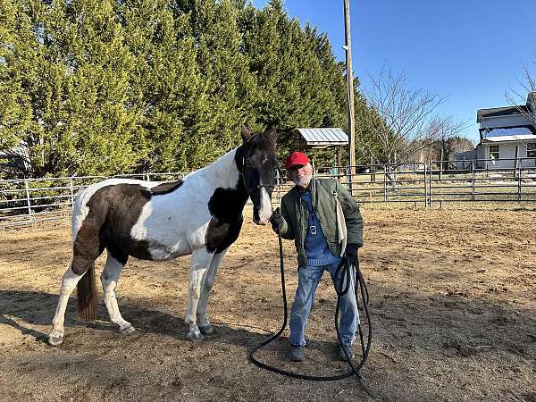 anyone-missouri-fox-trotter-horse