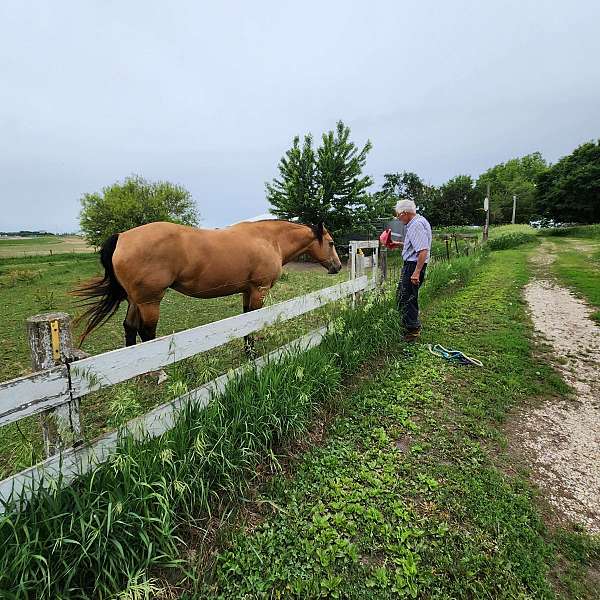 quarter-horse-mare