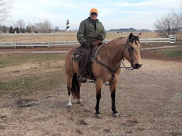 quarter-horse-for-sale