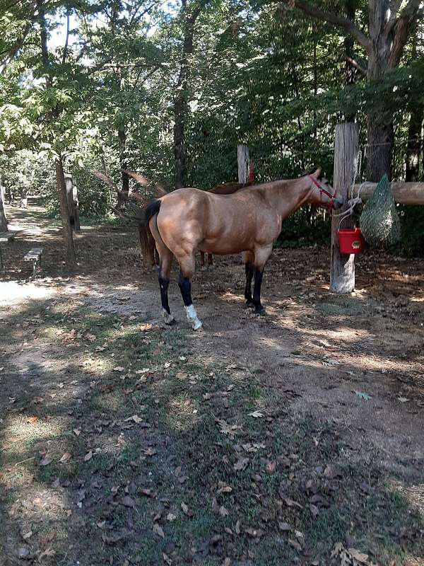 quarter-horse