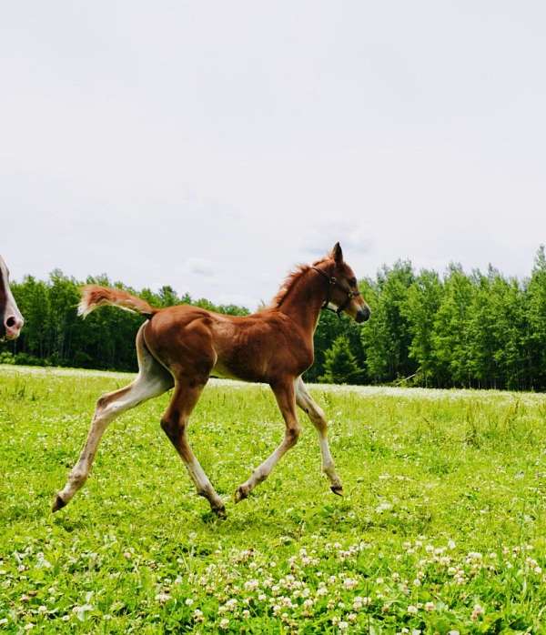 all-around-arabian-horse