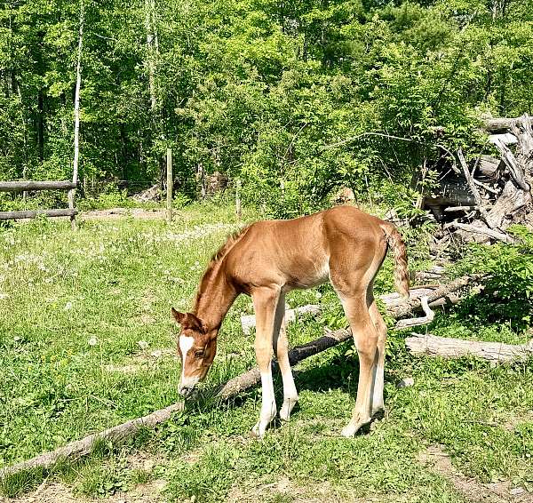 athletic-arabian-horse