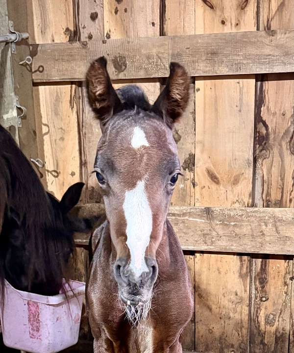 11-hand-half-arabian-horse