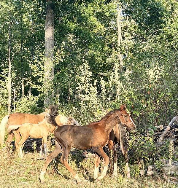 all-around-half-arabian-horse