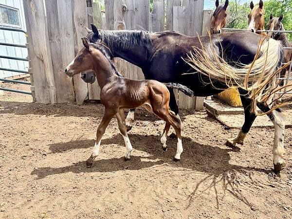 11-hand-half-arabian-colt
