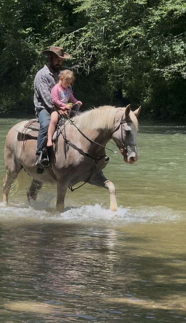 roan-mare-for-sale