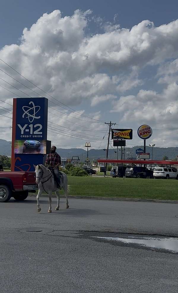 15-hand-quarter-horse-mare