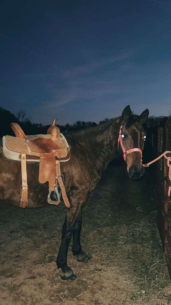 thoroughbred-mare