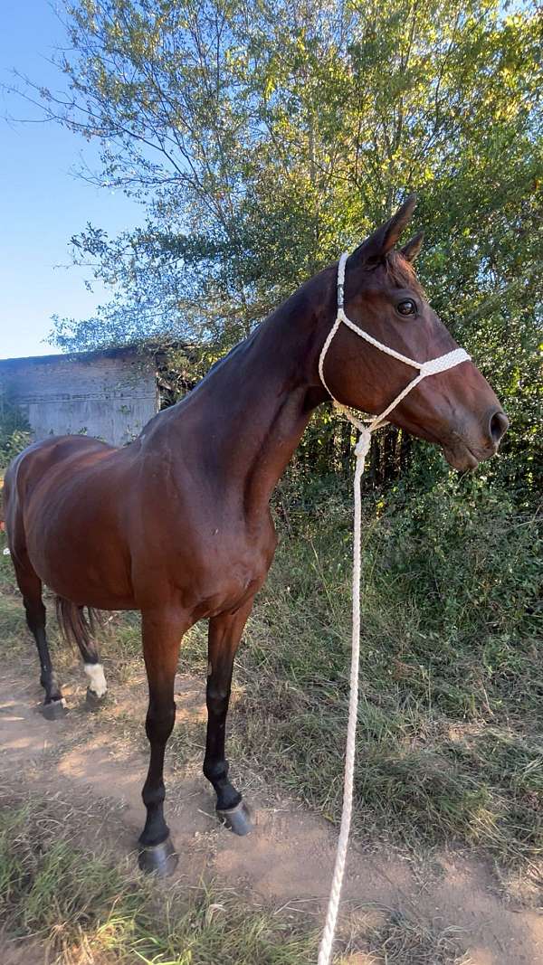thoroughbred-horse-for-sale