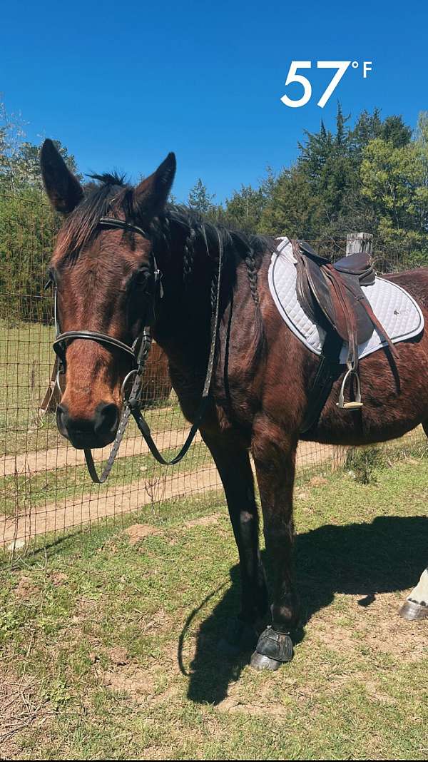 thoroughbred-horse