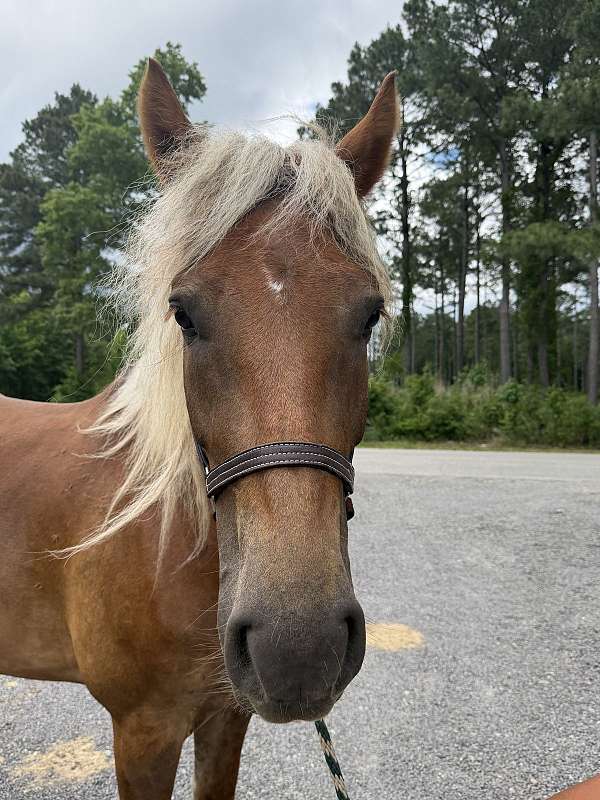 16-hand-draft-mare