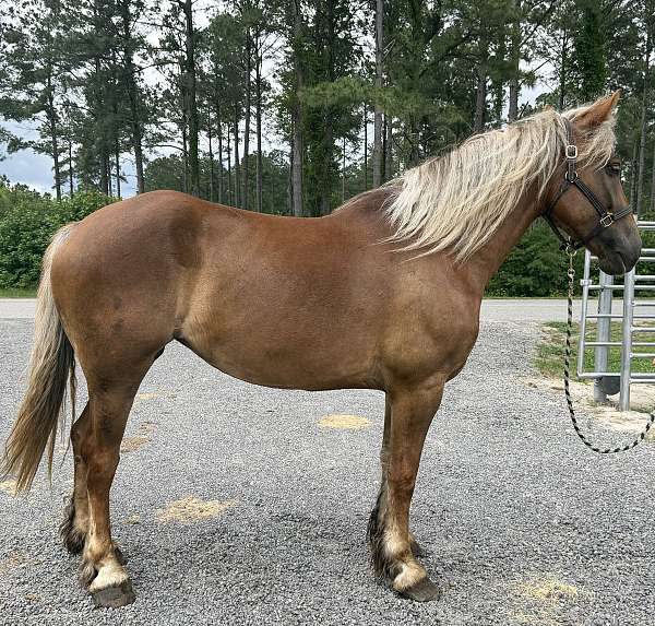 sorrel-mare-for-sale