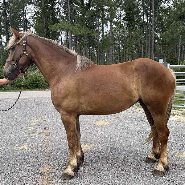 sorrel-draft-mare