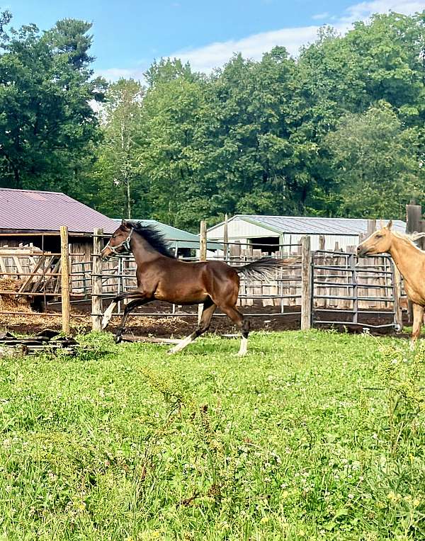 13-hand-half-arabian-gelding