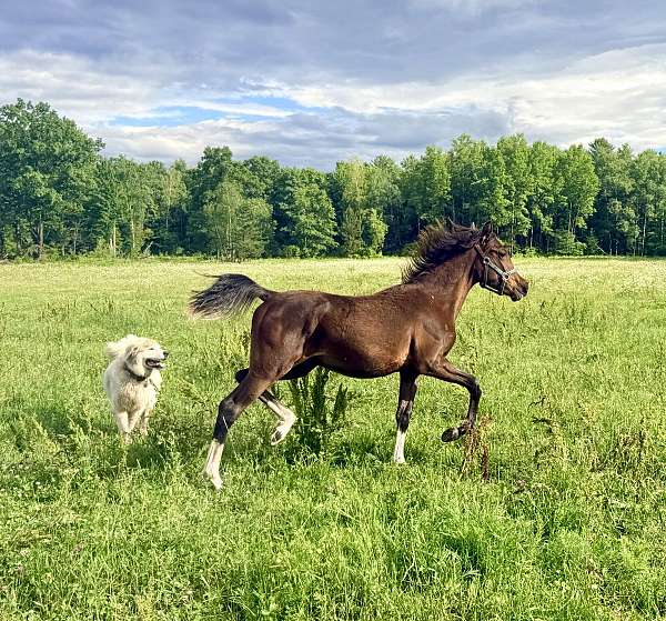all-around-half-arabian-horse