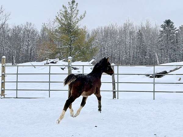 athletic-half-arabian-horse