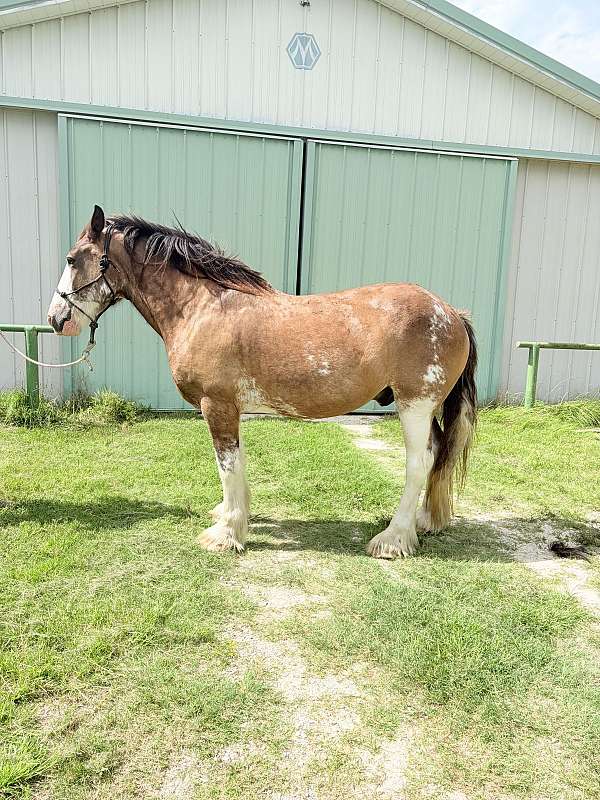 clydesdale-gelding