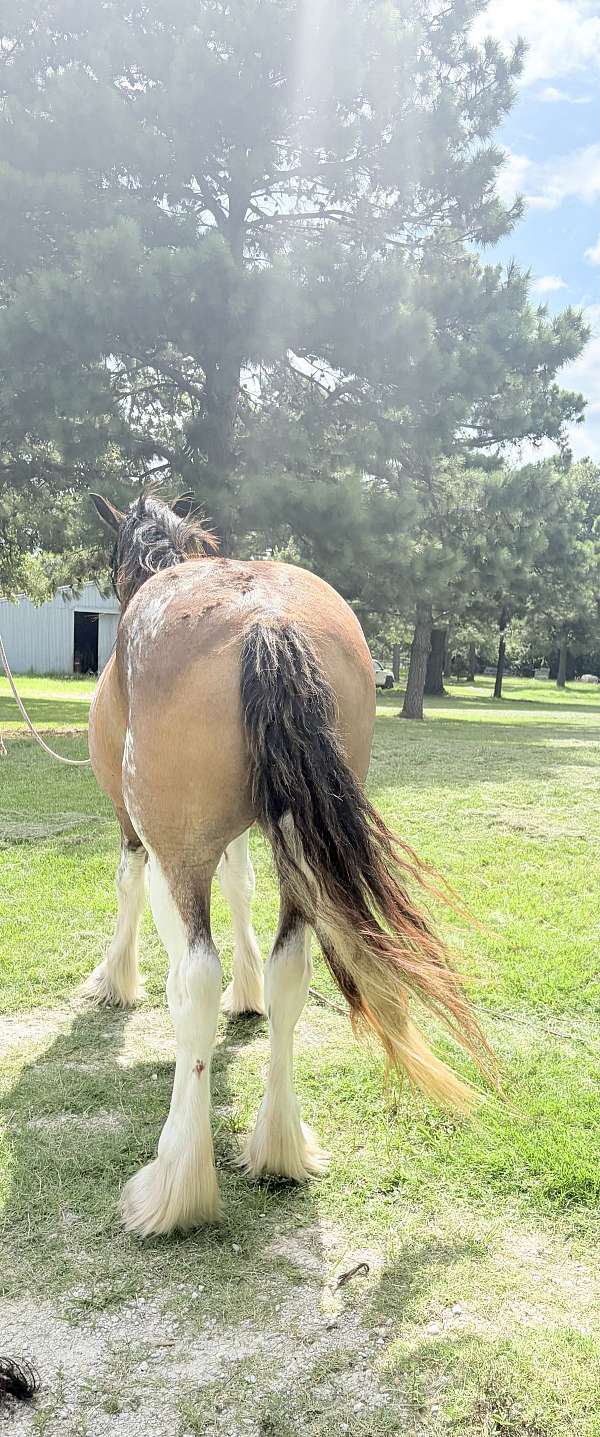 clydesdale-horse-for-sale