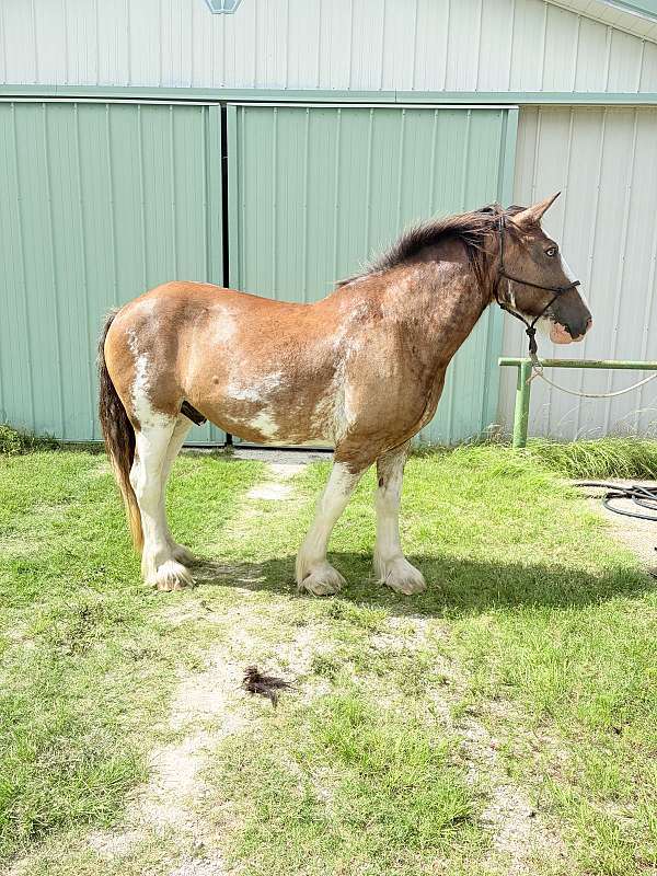 clydesdale-horse