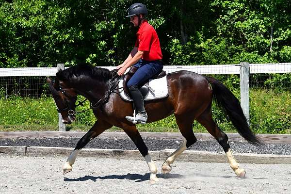 bay-white-blaze-four-stockings-horse
