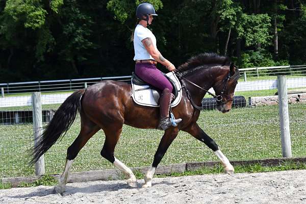 white-blaze-four-stockings-horse