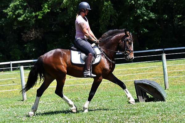all-around-clydesdale-horse
