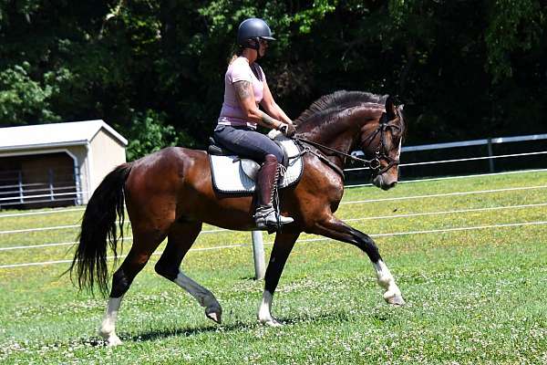 athletic-clydesdale-horse