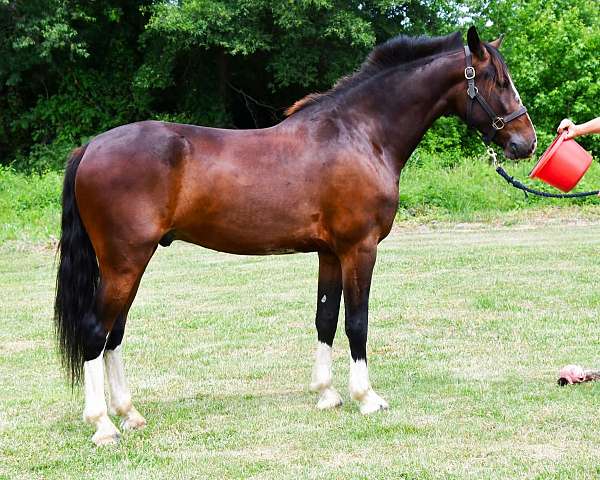 cross-clydesdale-horse