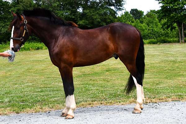draft-clydesdale-horse